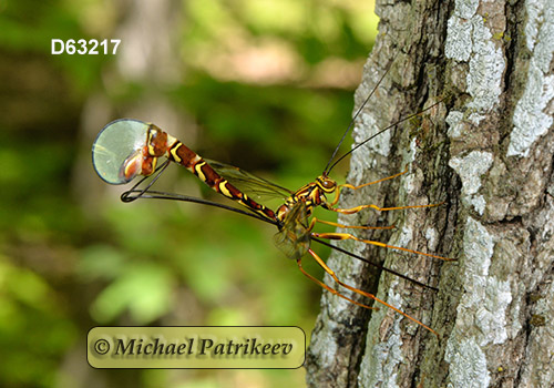 Long-tailed Giant Ichneumon (Megarhyssa macrurus)